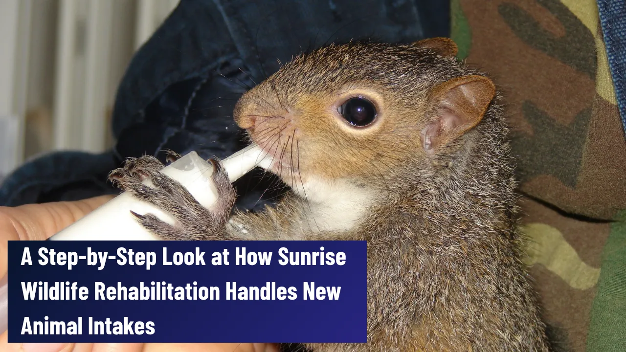 About Sunrise Wildlife Rehabilitation