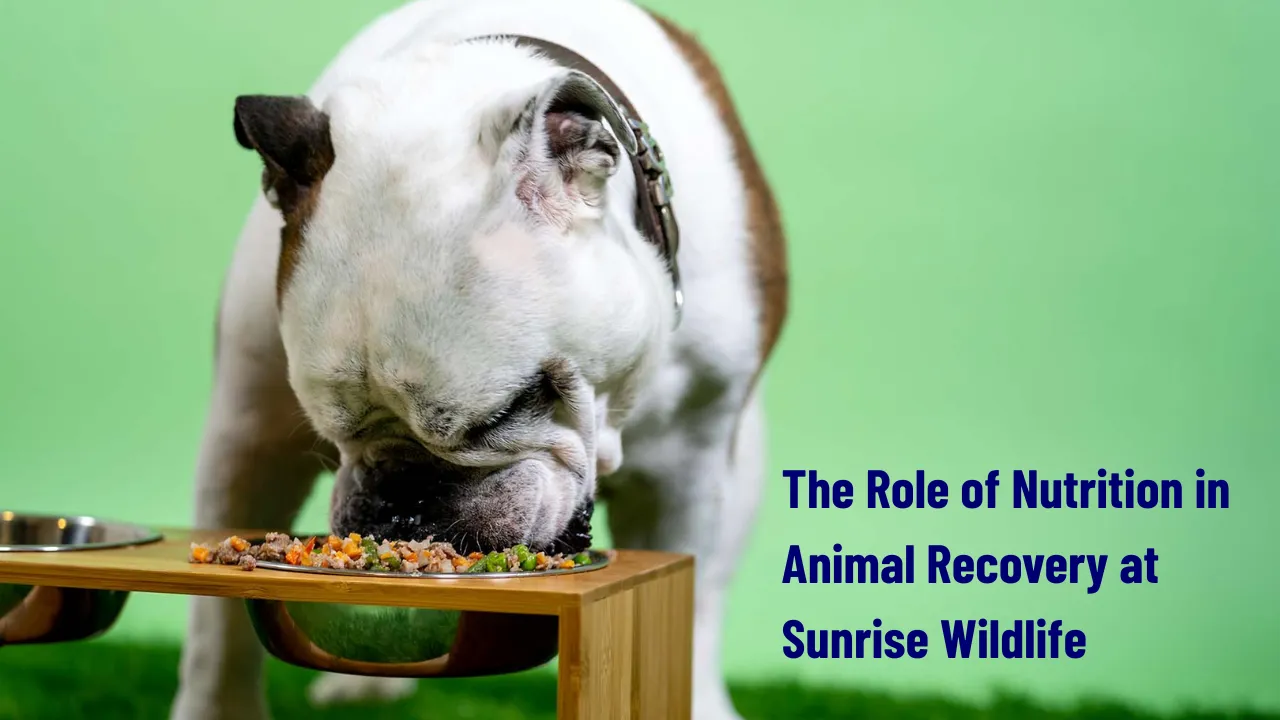 Animal Recovery Nutrition