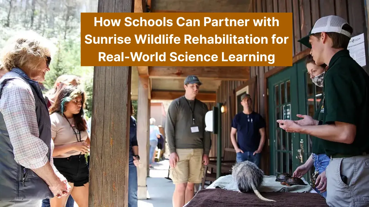How Schools Can Partner with Sunrise Wildlife Rehabilitation