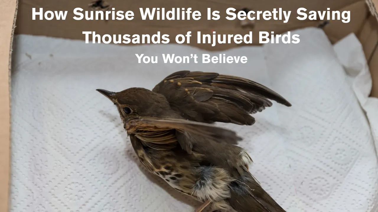 Sunrise Wildlife