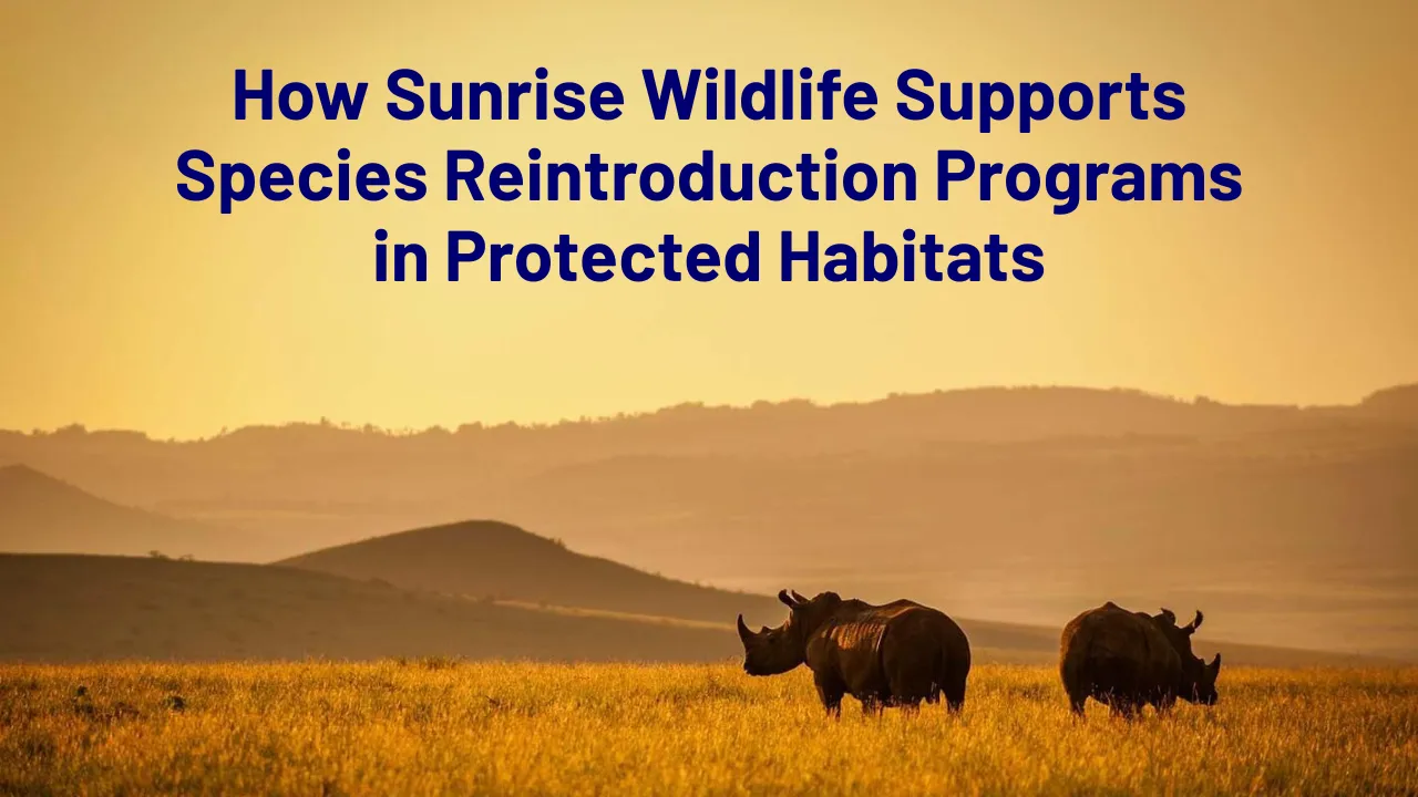 How Sunrise Wildlife Supports Species Reintroduction Programs in Protected Habitats