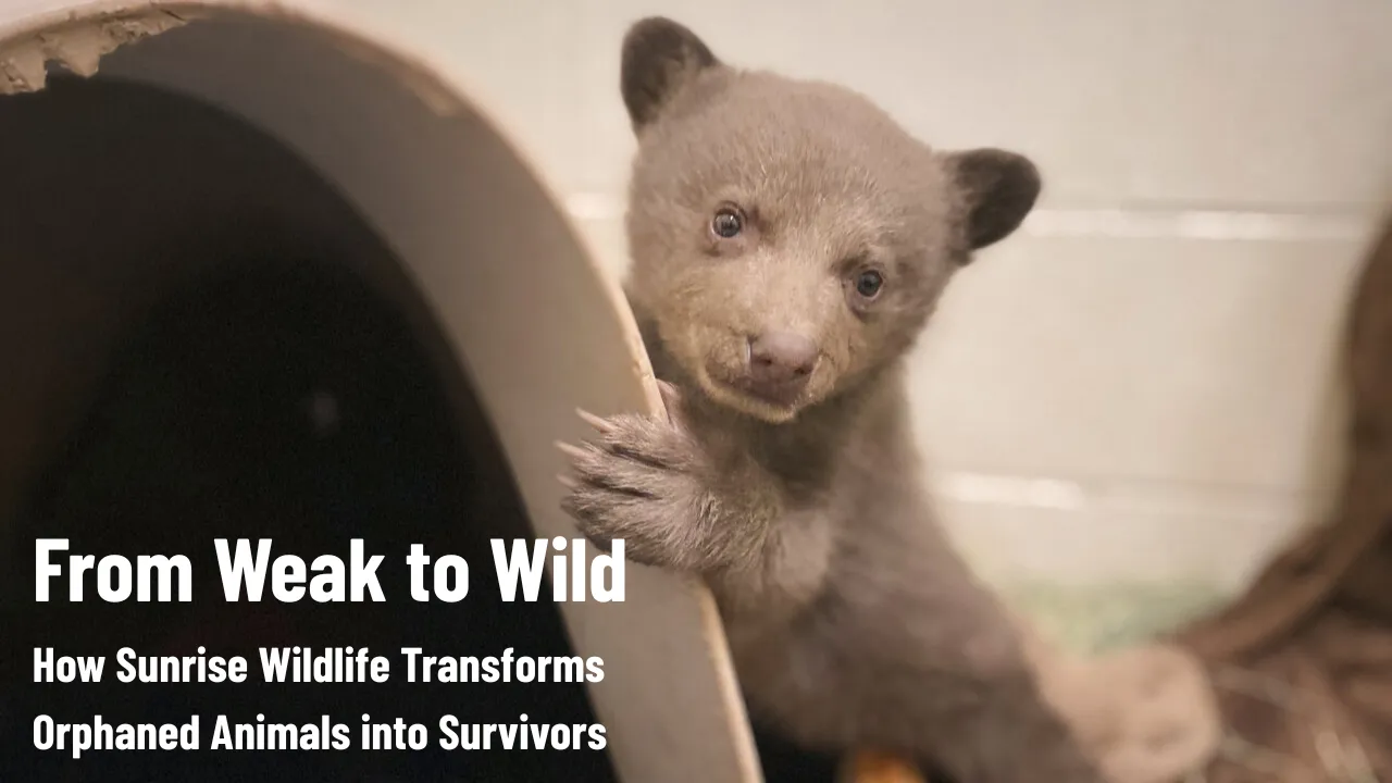 Sunrise Wildlife Prepares Orphaned Animals