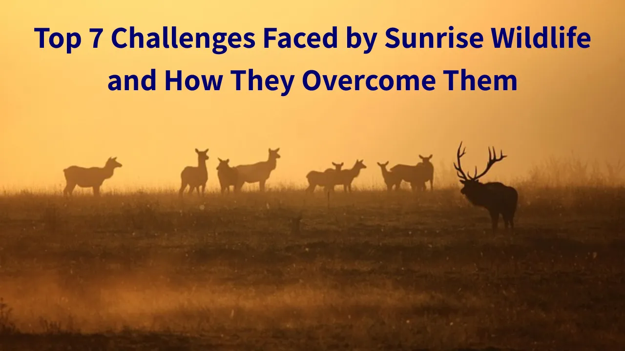 Sunrise Wildlife and Their Ongoing Mission