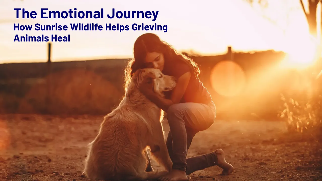 The Emotional Journey