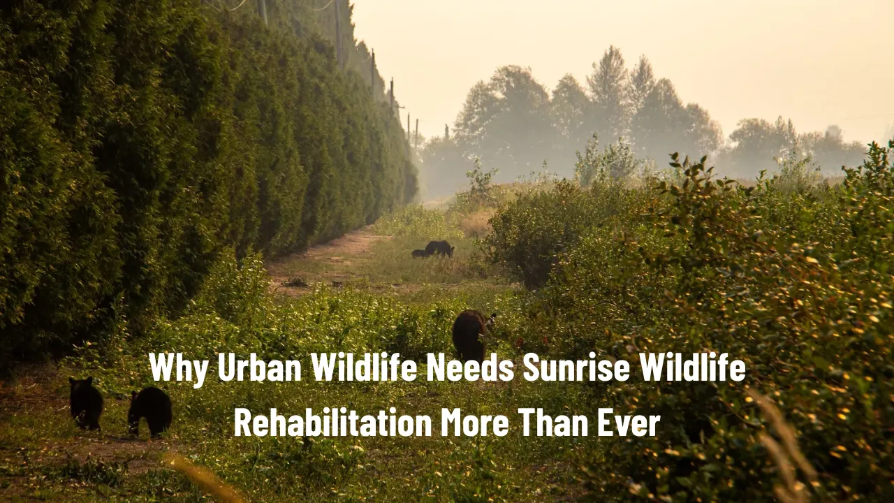 The Role of Sunrise Wildlife Rehabilitation