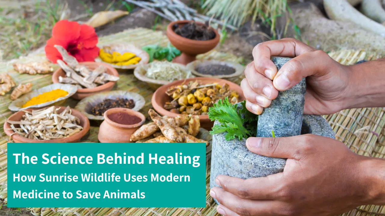 The Science Behind Healing