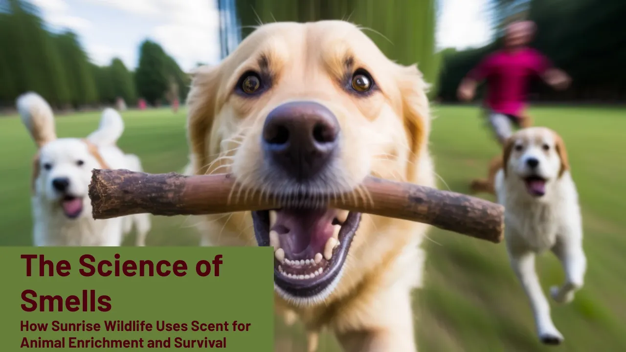 The Science of Smells