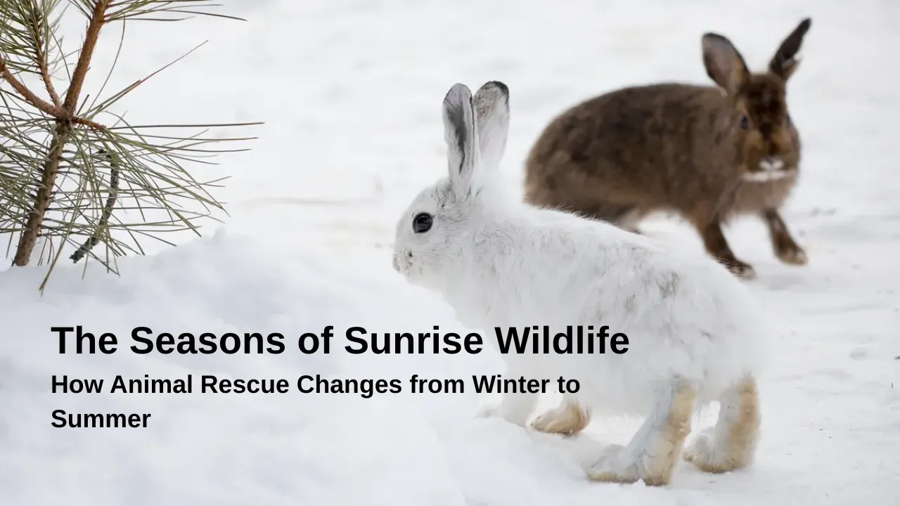 The Seasons of Sunrise Wildlife