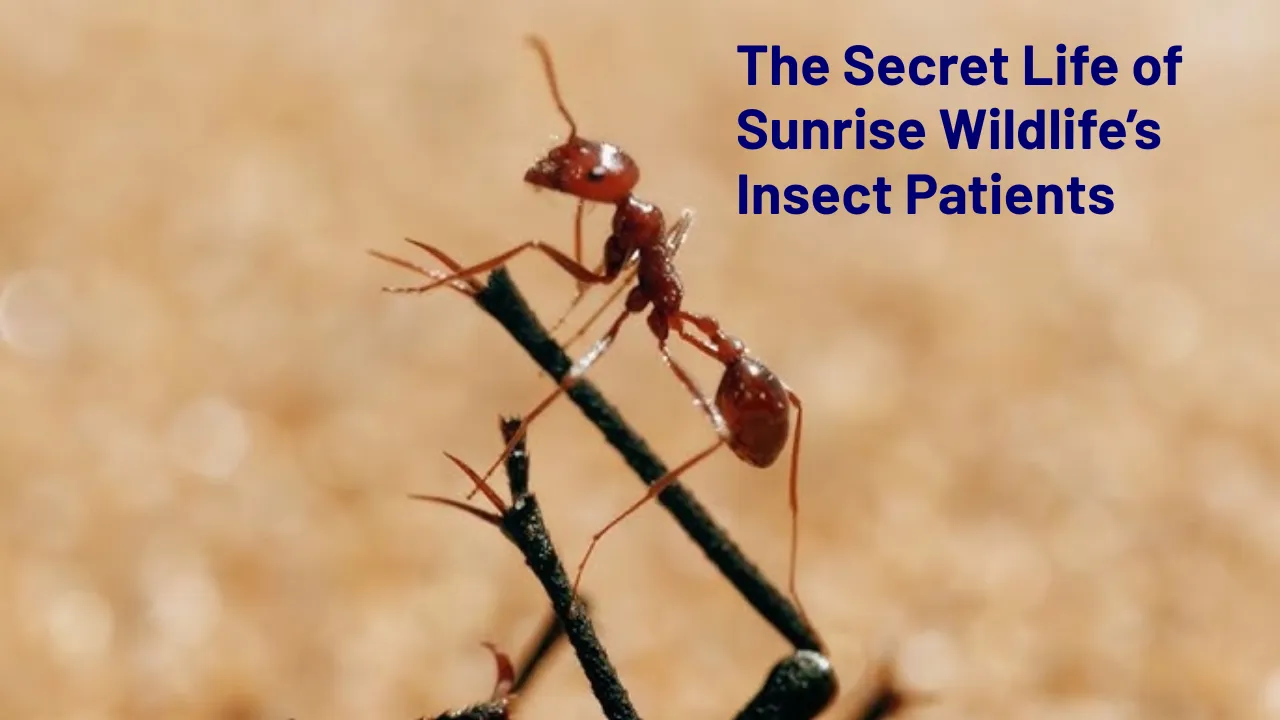 The Secret Life of Sunrise Wildlife’s Insect Patients
