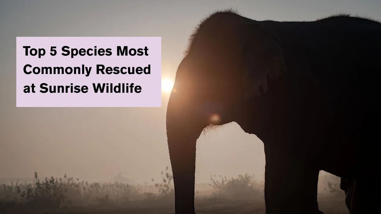 Top 5 Species Most Commonly Rescued at Sunrise Wildlife