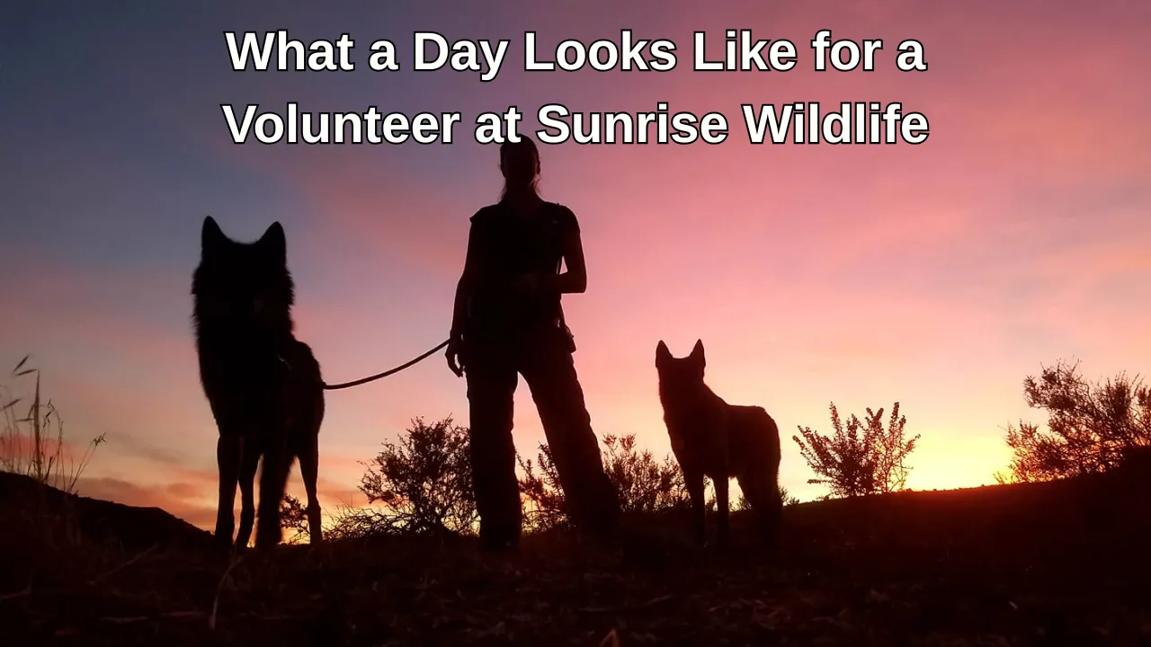 Volunteer at Sunrise Wildlife