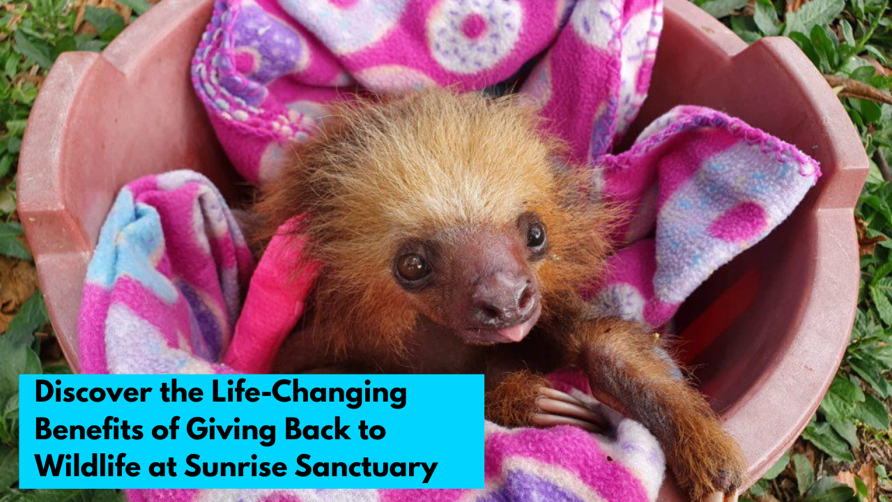 Volunteering at Sunrise Wildlife