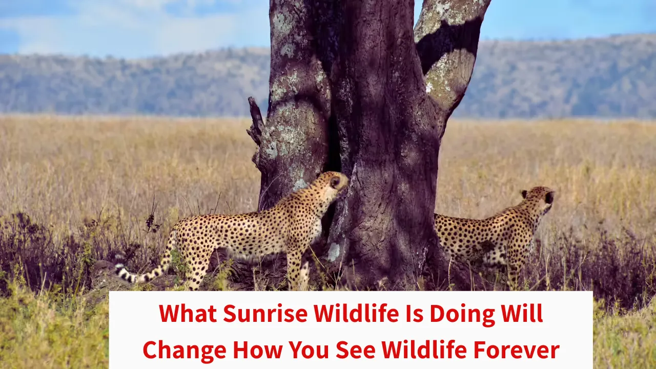What Sunrise Wildlife Is Doing Will Change How You See Wildlife Forever