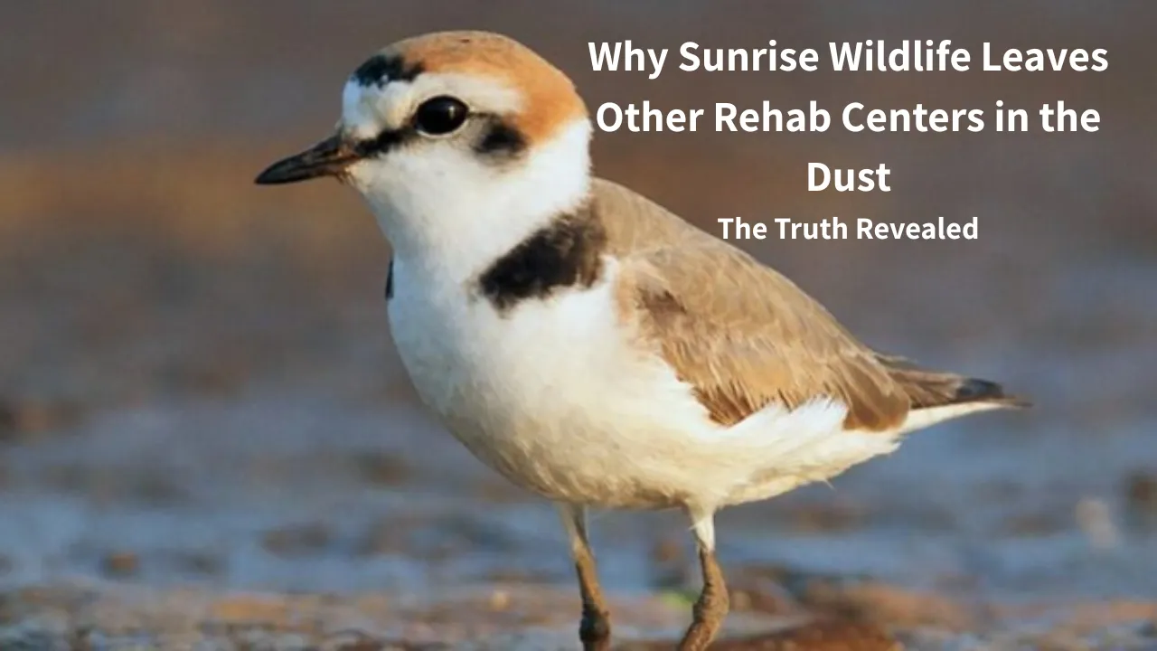 Why Sunrise Wildlife Leaves Other Rehab Centers in the Dust