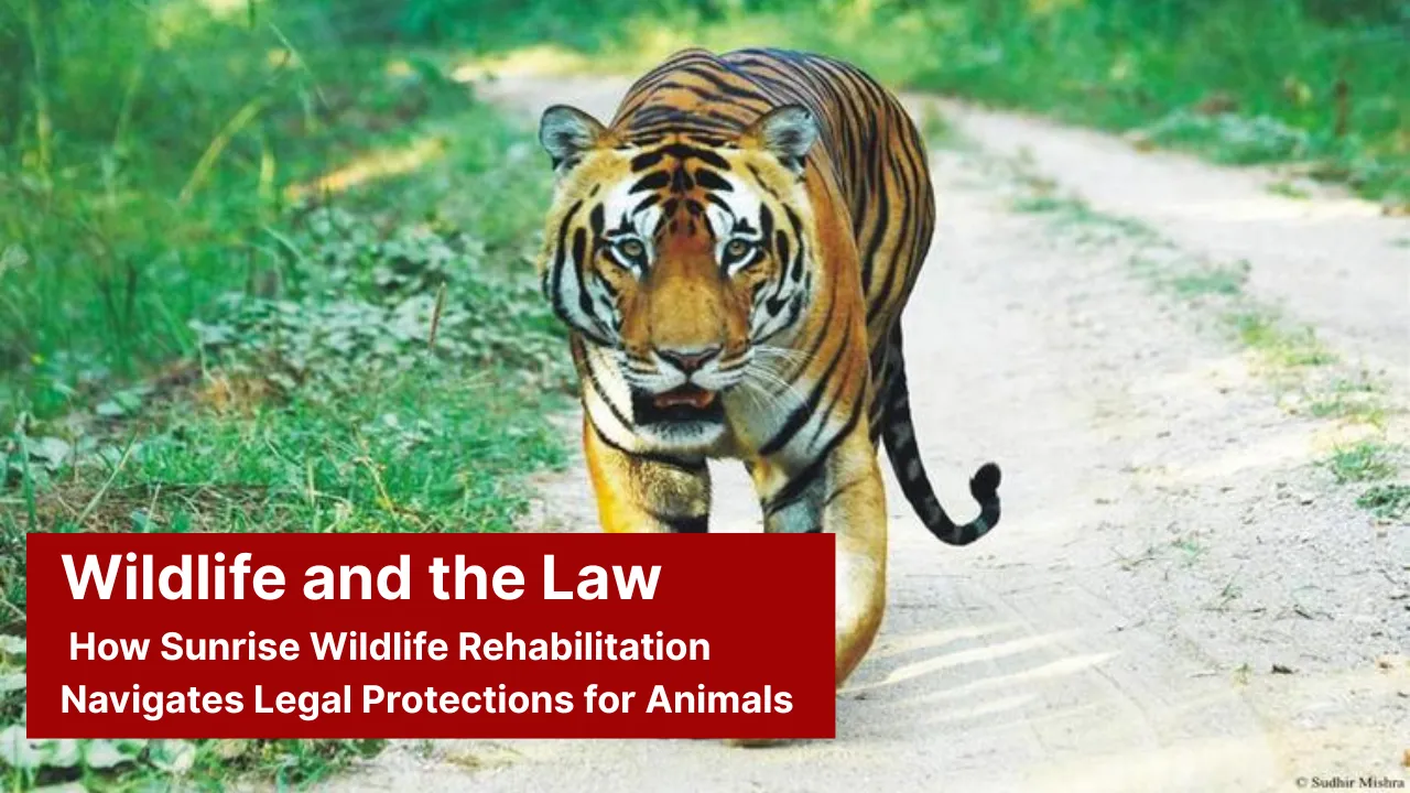 Wildlife and the Law