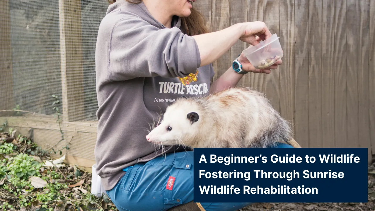 Wildlife fostering