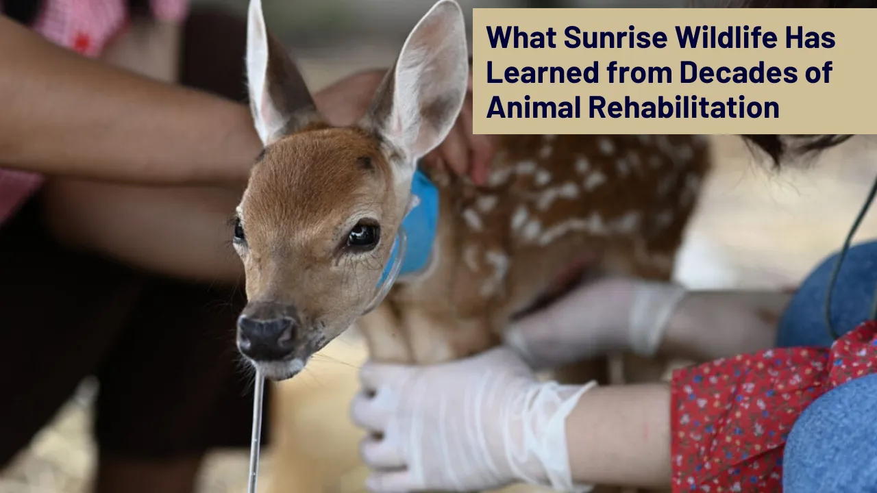 Animal Rehabilitation