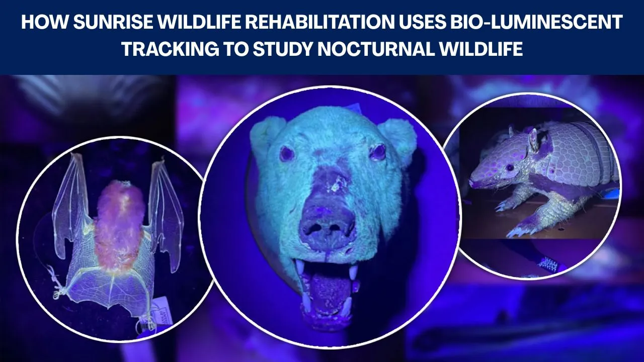 Bio-luminescent tracking