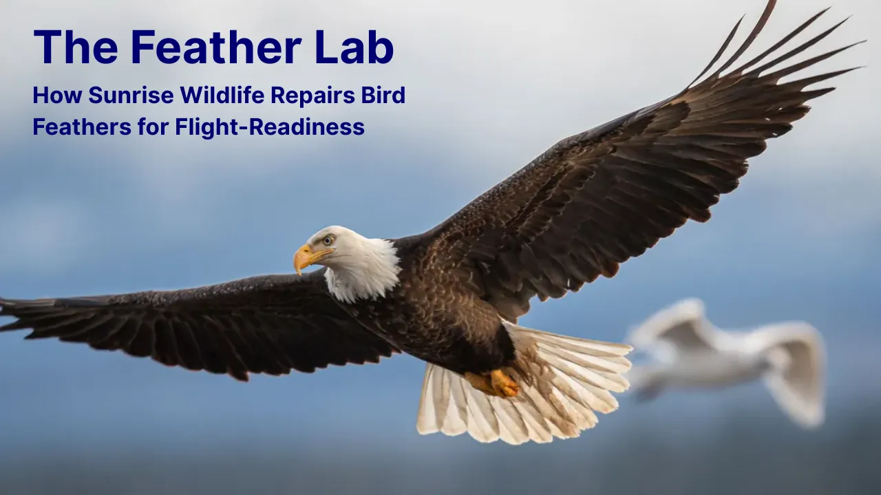 Bird feather repair