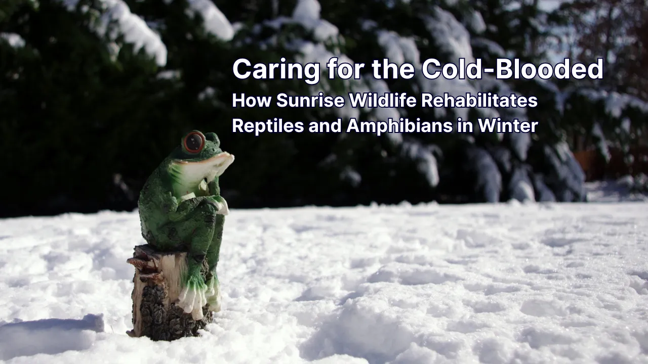 Caring for the Cold-Blooded