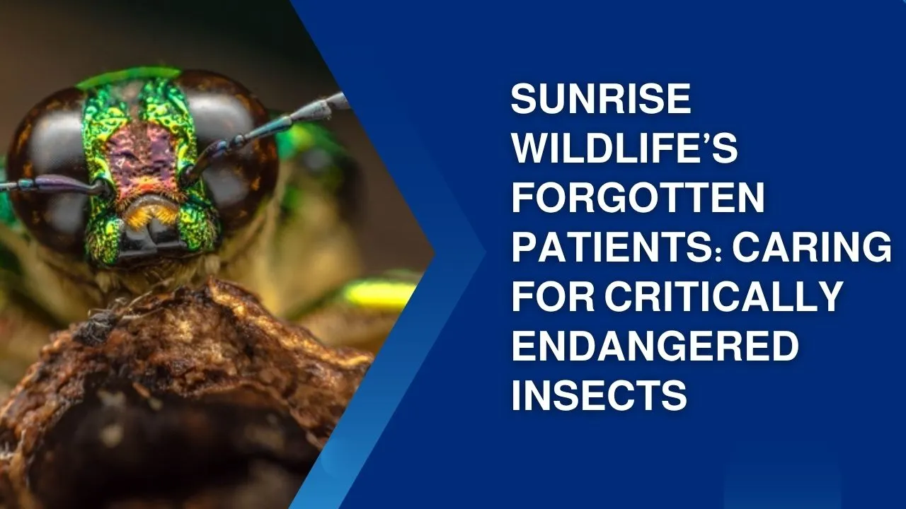 Critically endangered insects