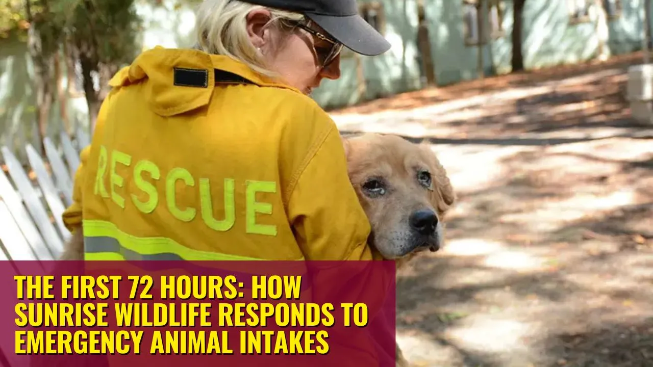 Emergency animal intakes