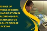 Global Databases for Wildlife Disease Tracking