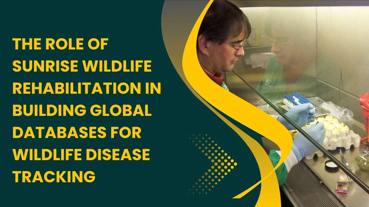 Global Databases for Wildlife Disease Tracking