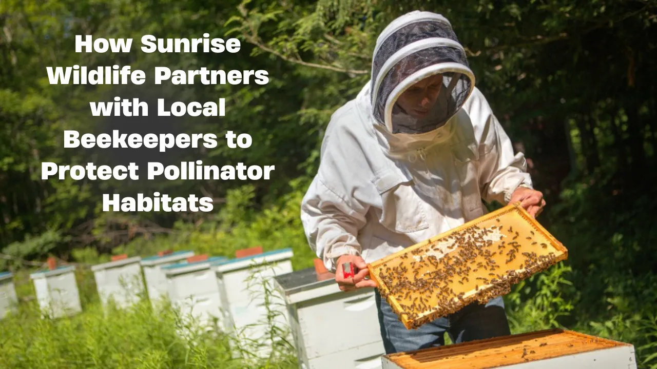 How Sunrise Wildlife Partners with Local Beekeepers to Protect Pollinator Habitats