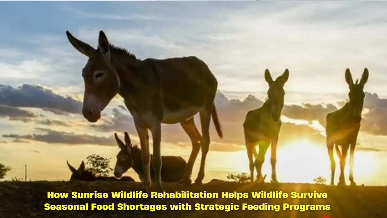 How Sunrise Wildlife Rehabilitation Helps Wildlife Survive Seasonal Food Shortages with Strategic Feeding Programs