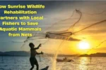 How Sunrise Wildlife Rehabilitation Partners with Local Fishers to Save Aquatic Mammals from Nets