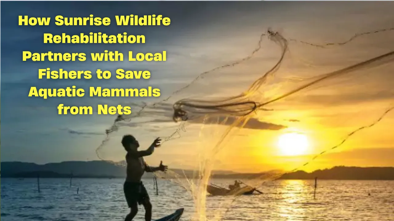 How Sunrise Wildlife Rehabilitation Partners with Local Fishers to Save Aquatic Mammals from Nets