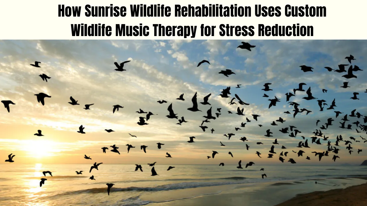 How Sunrise Wildlife Rehabilitation Uses Custom Wildlife Music Therapy for Stress Reduction
