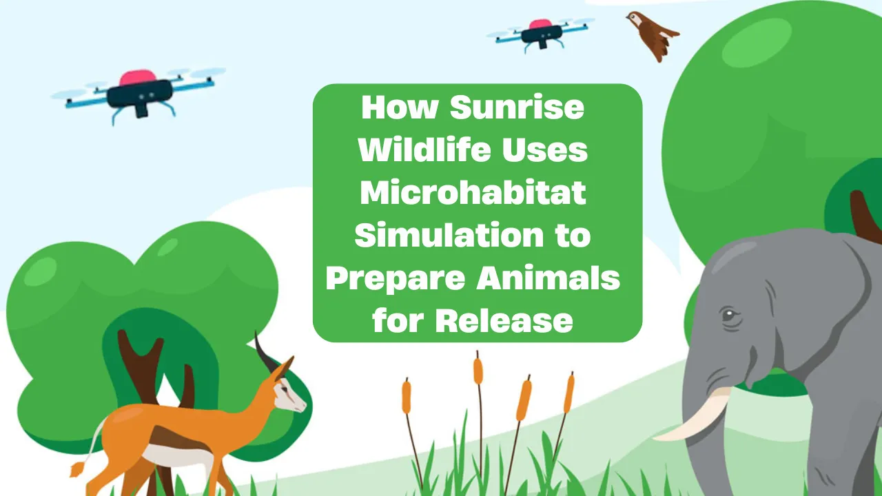 How Sunrise Wildlife Uses Microhabitat Simulation to Prepare Animals for Release