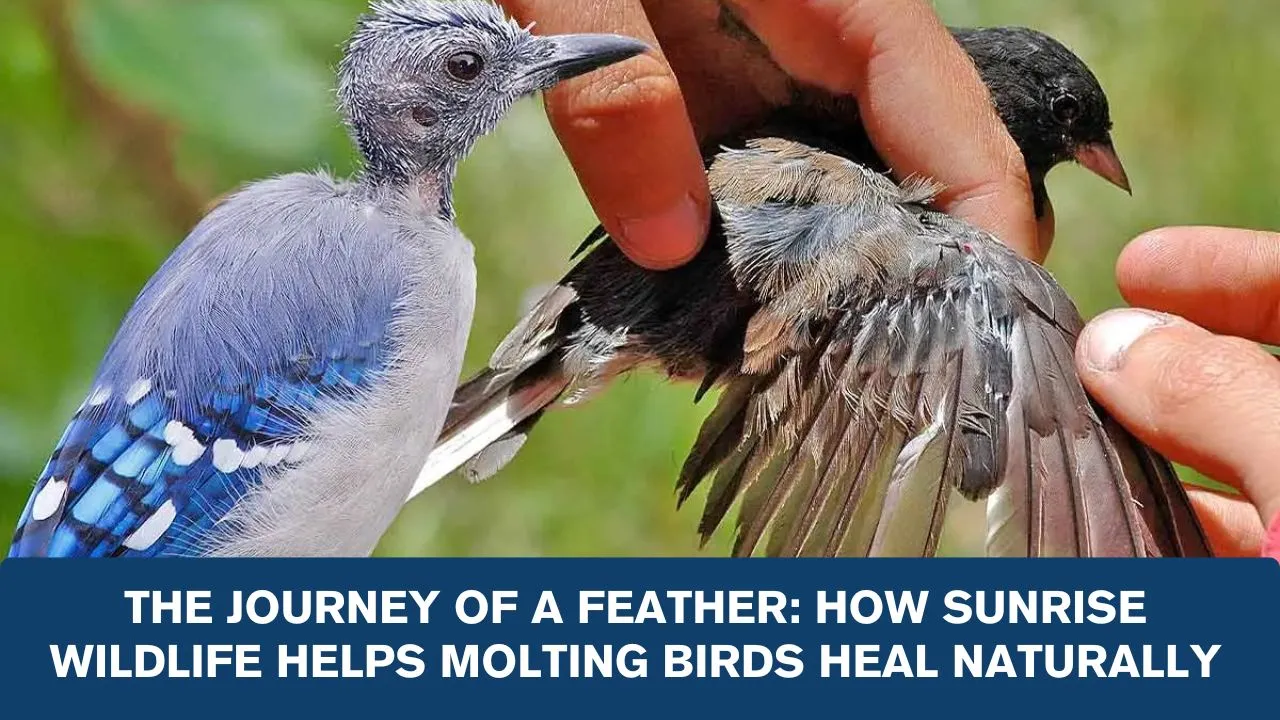 Molting birds