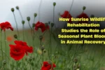 How Sunrise Wildlife Rehabilitation Studies the Role of Seasonal Plant Bloom in Animal Recovery