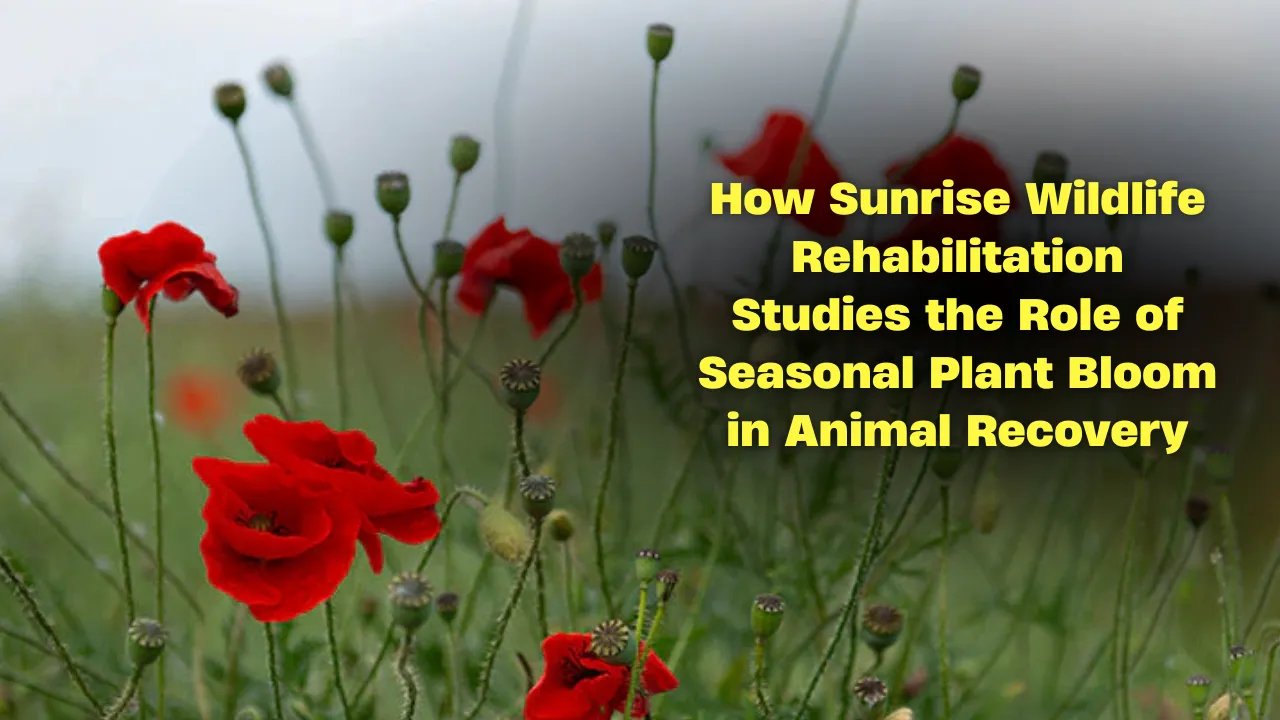 How Sunrise Wildlife Rehabilitation Studies the Role of Seasonal Plant Bloom in Animal Recovery