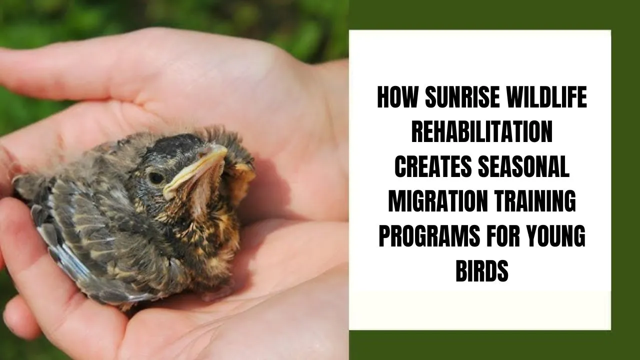 Seasonal migration training programs for young birds