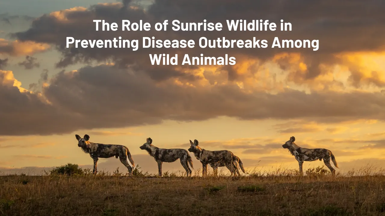 Sunrise Wildlife
