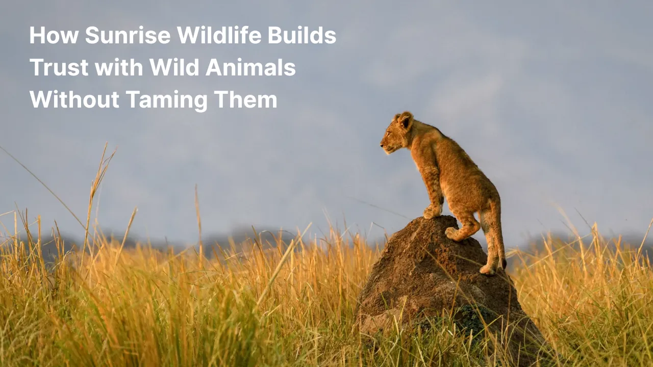 Sunrise Wildlife