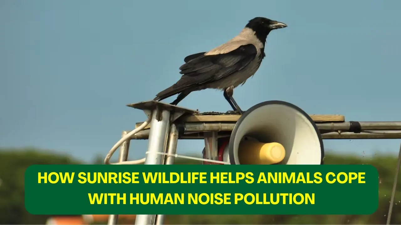 Sunrise Wildlife Helps Animals Cope with Human Noise Pollution