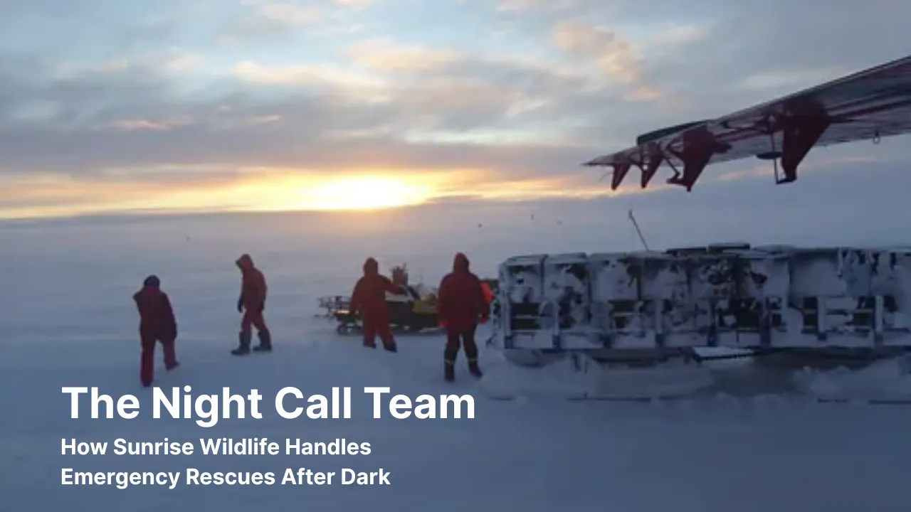 Sunrise Wildlife Operates in the Dark