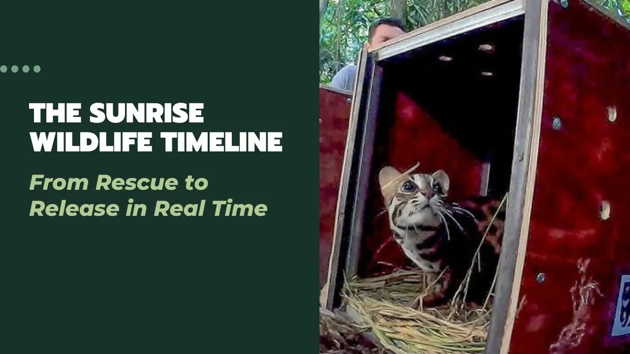 Sunrise Wildlife Timeline