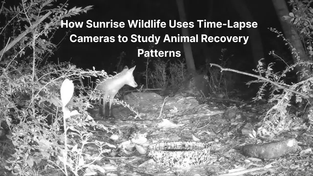 Sunrise Wildlife Uses Time-Lapse Cameras