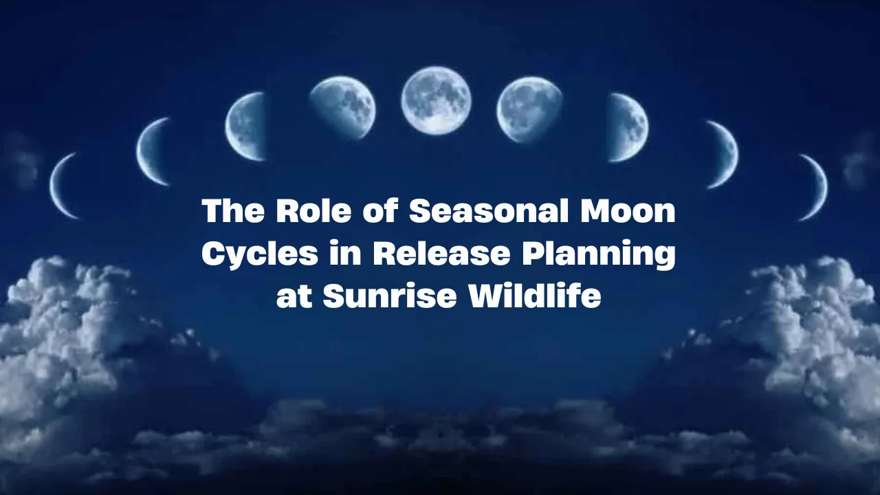 The Role of Seasonal Moon Cycles in Release Planning at Sunrise Wildlife
