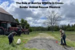 The Role of Sunrise Wildlife in Cross-Border Animal Rescue Missions