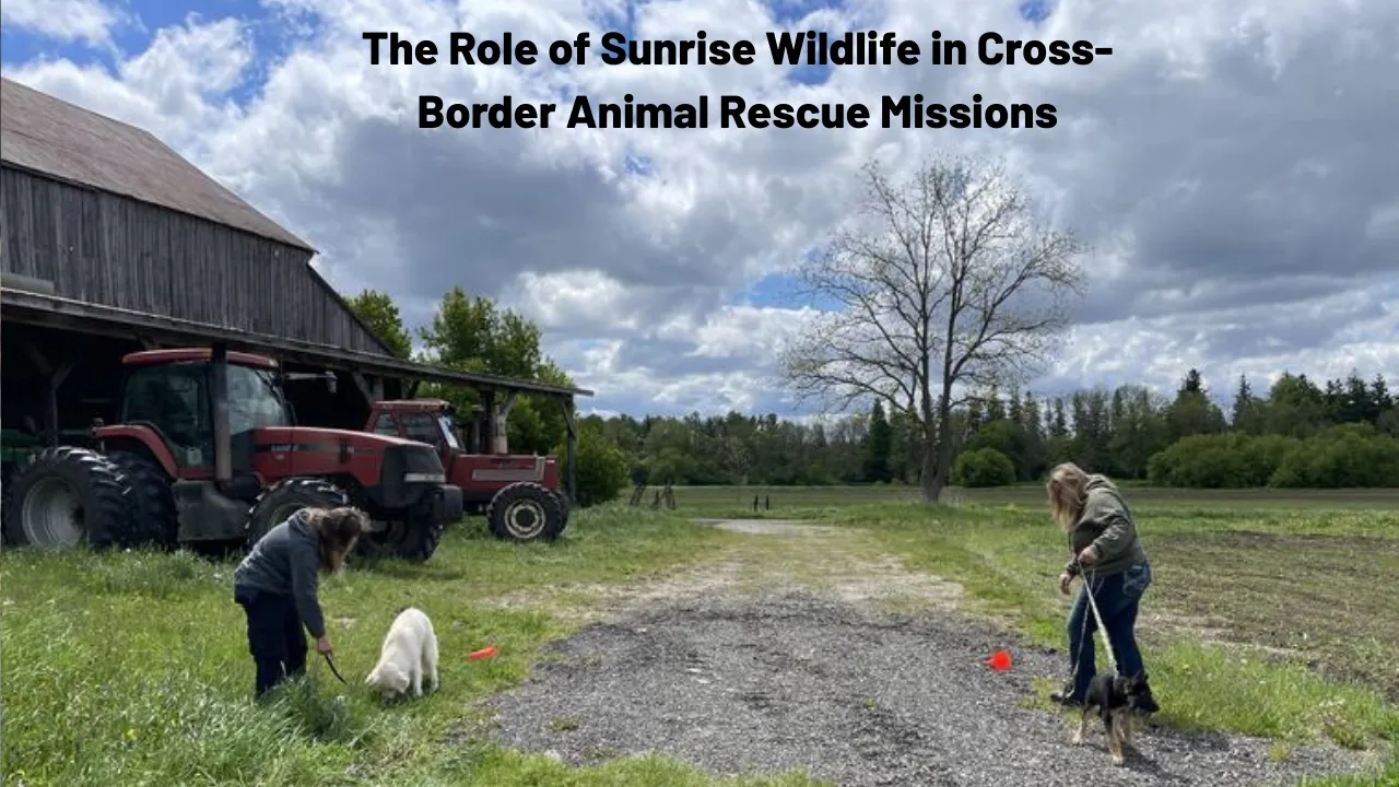 The Role of Sunrise Wildlife in Cross-Border Animal Rescue Missions