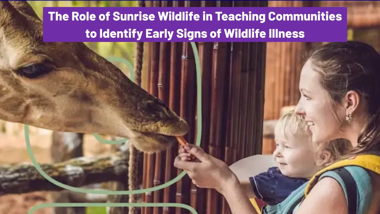 The Role of Sunrise Wildlife in Teaching Communities to Identify Early Signs of Wildlife Illness