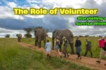 The Role of Volunteer Storytelling at Sunrise Wildlife