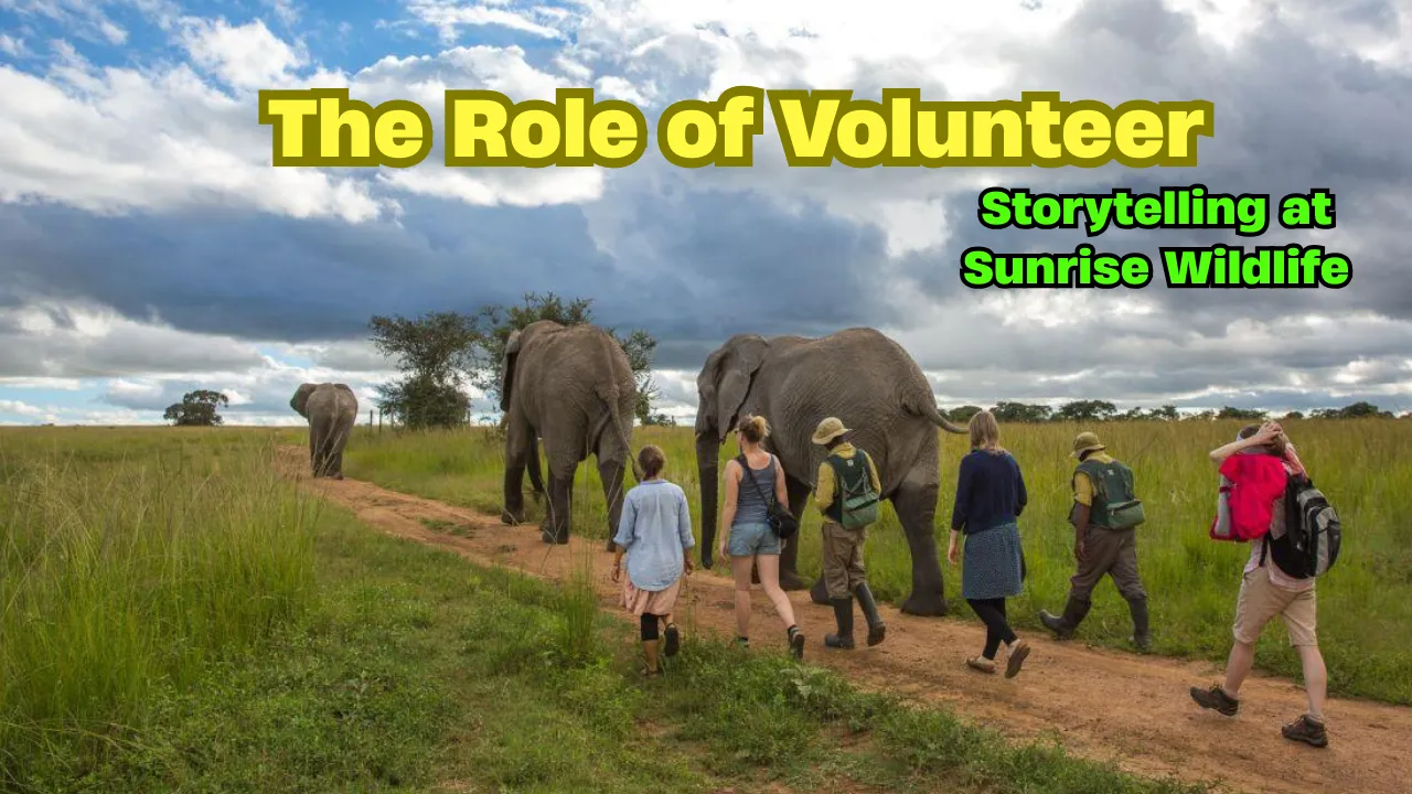 The Role of Volunteer Storytelling at Sunrise Wildlife